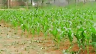 莒南县吃瓜,探寻莒南特色美食之旅