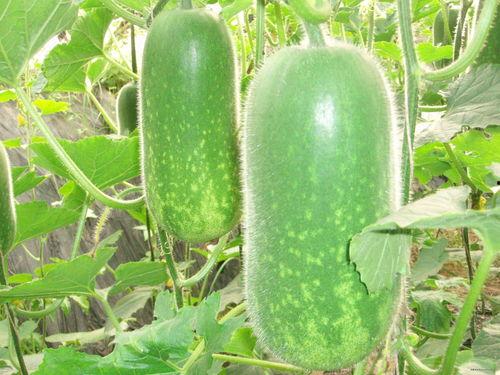 吃大瓜图片,揭秘吃大瓜的趣味瞬间